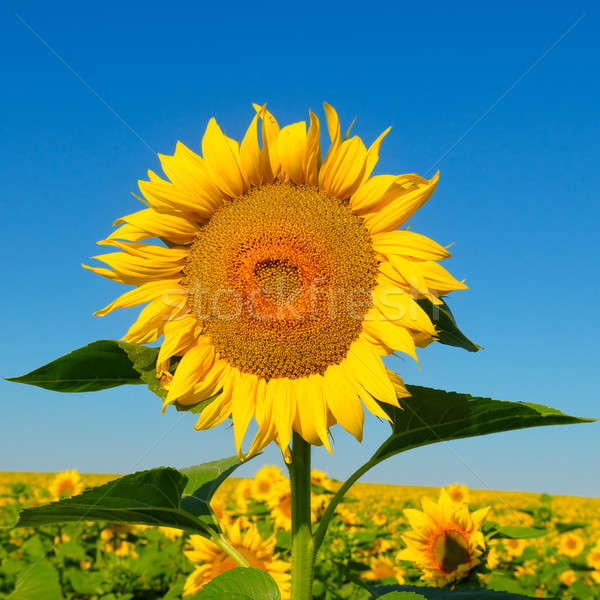 Sunflower flower against the blue sky and a blossoming field Stock photo © alinamd