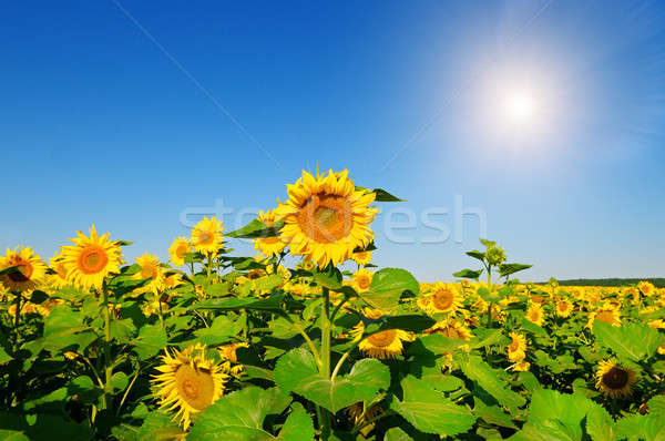 Sunflower flower fieldand blue sky Stock photo © alinamd