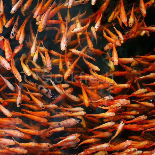 Small red carp in the lake water Stock photo © alinamd