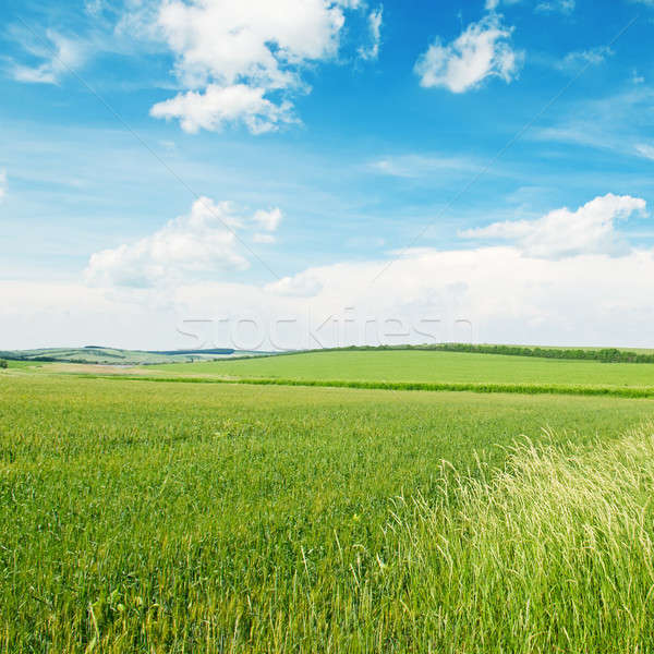 Dziedzinie niebieski mętny niebo zielone pole pszenicy Zdjęcia stock © alinamd