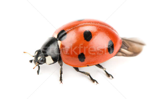 ladybug isolated on white background Stock photo © alinamd