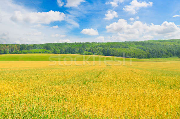 field and blue sky with light clouds Stock photo © alinamd