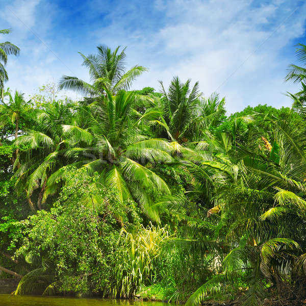 Tropical palm forest on the river bank Stock photo © alinamd