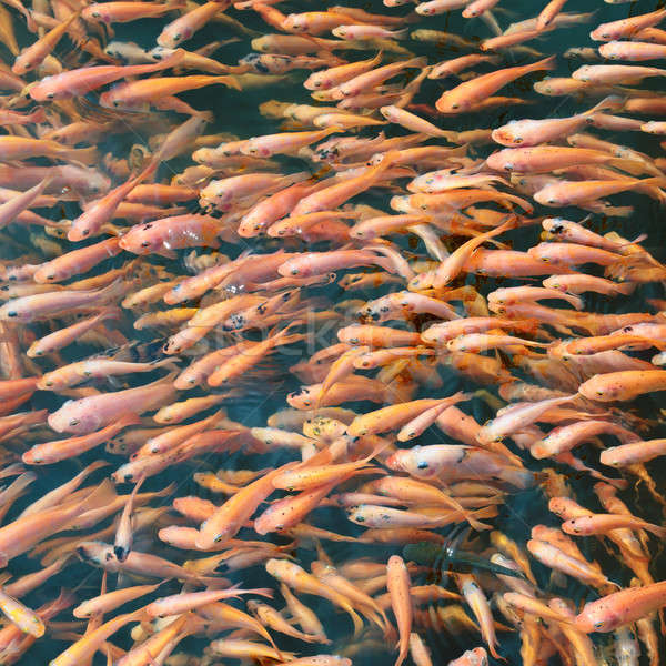 school of fish in the water Stock photo © alinamd