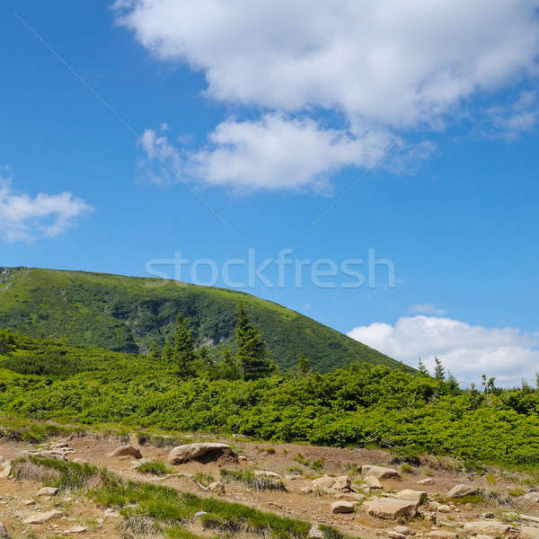 Mountain view from the top of Goverli, Carpathians Stock photo © alinamd