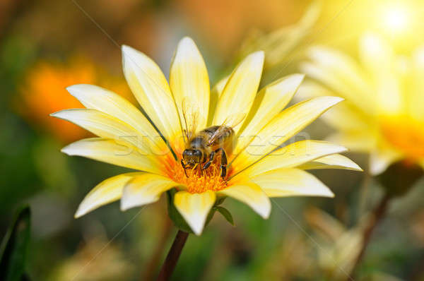 bee on a beautiful flower in the sun Stock photo © alinamd