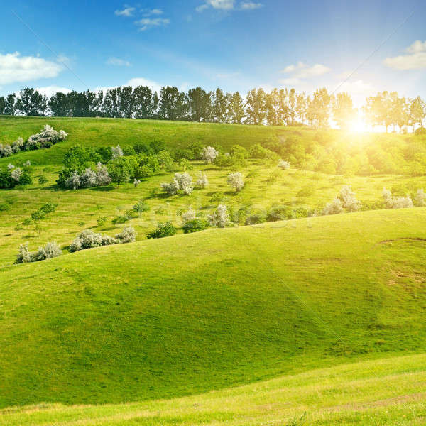 Hilly green fields and sun on blue sky Stock photo © alinamd