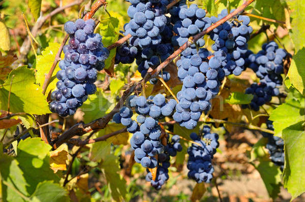 bunches of grapes on the vine Stock photo © alinamd