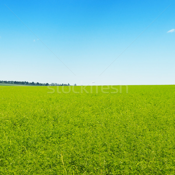 green field and blue cloudless sky Stock photo © alinamd