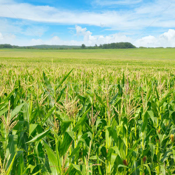 green corn field and blue sky Stock photo © alinamd