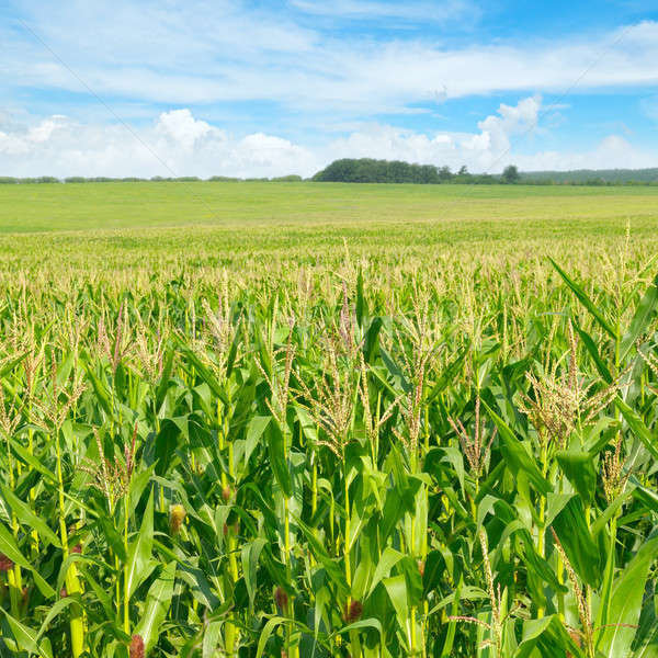 green corn field and blue sky Stock photo © alinamd