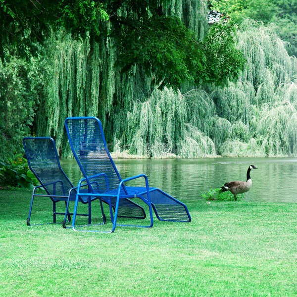 Parku malowniczy jezioro trawy drzew Zdjęcia stock © alinamd