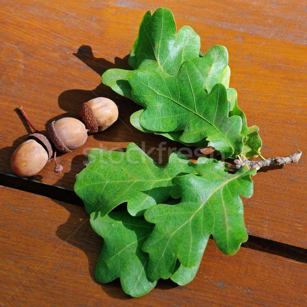 acorns and oak leaves on a wooden board Stock photo © alinamd