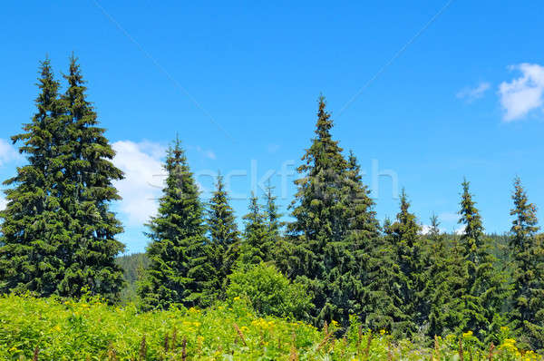 Ataviar forestales ladera cielo árbol nubes Foto stock © alinamd