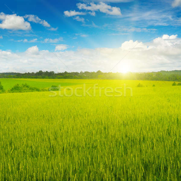 wheat field and sunrise in the blue sky Stock photo © alinamd