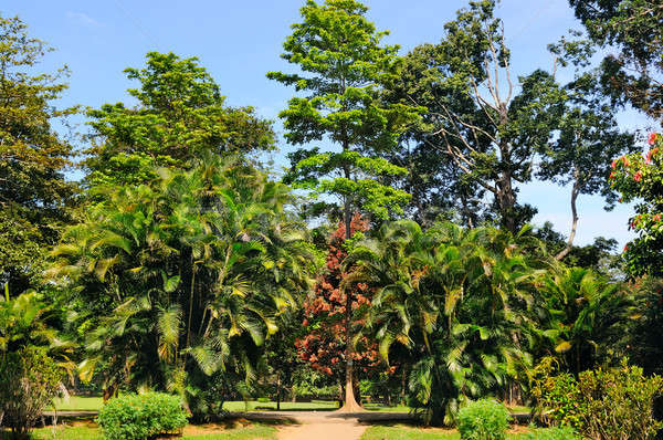 Tropical palm trees in a city park Stock photo © alinamd