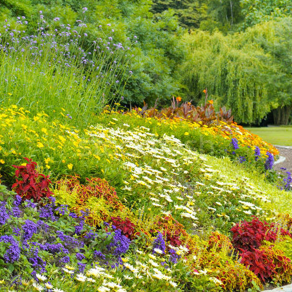 beautiful background of bright garden flowers Stock photo © alinamd