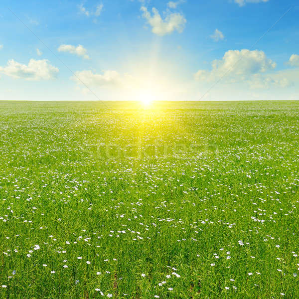 field with flowering flax and blue sky Stock photo © alinamd