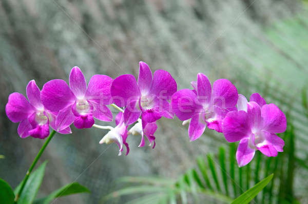 Foto stock: Belo · orquídeas · verde · natureza · jardim