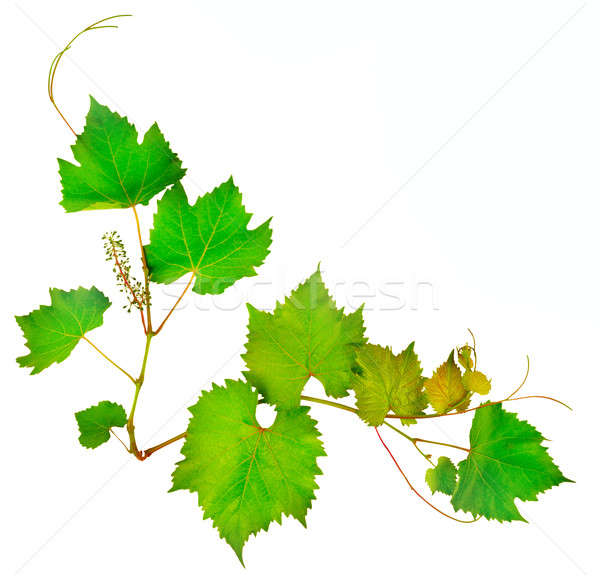 винограда листьев изолированный белый весны природы Сток-фото © alinamd