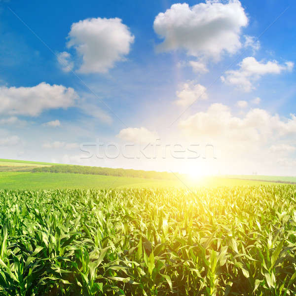 Zdjęcia stock: Zielone · dziedzinie · kukurydza · niebieski · mętny · niebo