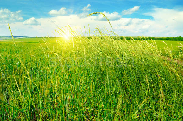 summer field, green grass, blue cloudy sky and sunrise Stock photo © alinamd