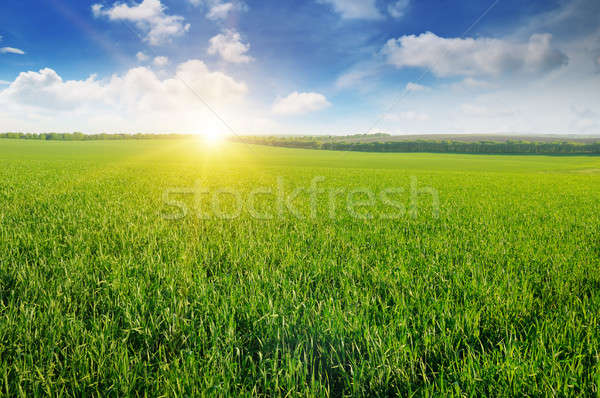 field, sunrise and blue sky Stock photo © alinamd