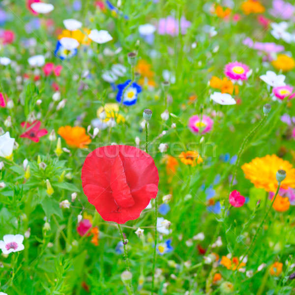 Natürlichen verschwommen Blumen Kräuter Gras Landschaft Stock foto © alinamd