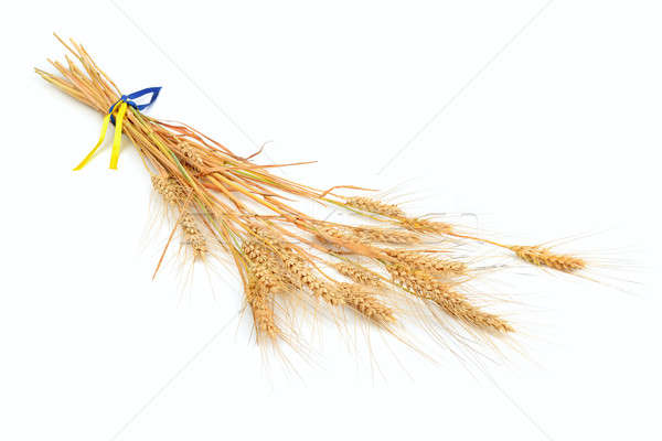 ears of wheat Stock photo © alinamd