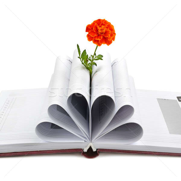 Book and flower isolated on white background Stock photo © alinamd