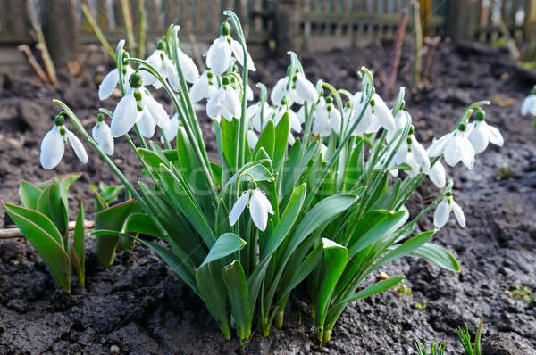 Spring snowdrop flowers against a background of black soil. Stock photo © alinamd