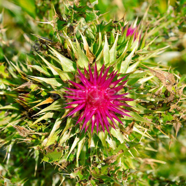 thistle flower on blurred green background Stock photo © alinamd