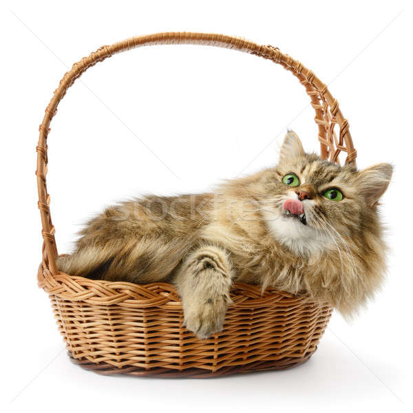 Beautiful cat in basket isolated on white Stock photo © alinamd