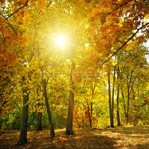 Autumn forest, yellow leaves and the sunset. Stock photo © alinamd