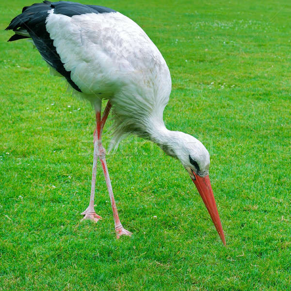 Cigogne vert pelouse prairie eau nature [[stock_photo]] © alinamd