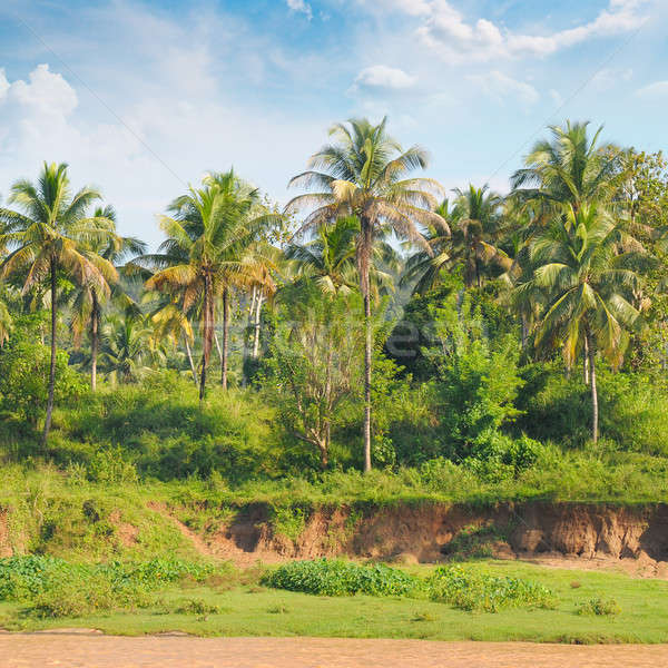 Tropical palm forest on the river bank Stock photo © alinamd