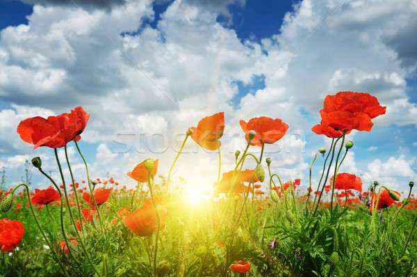 Foto stock: Campo · amapolas · sol · cielo · azul · cielo · nubes