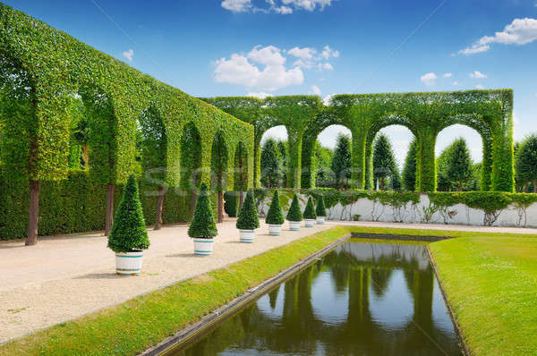 hedge in a summer park Stock photo © alinamd