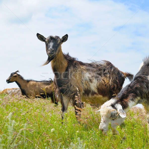 domestic goats grazing on pasture Stock photo © alinamd