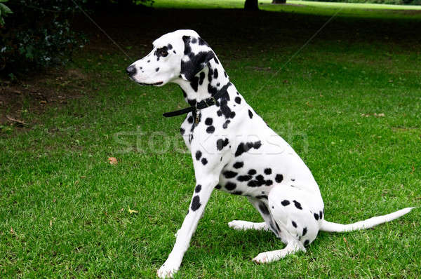 dalmatian dog Stock photo © alinamd