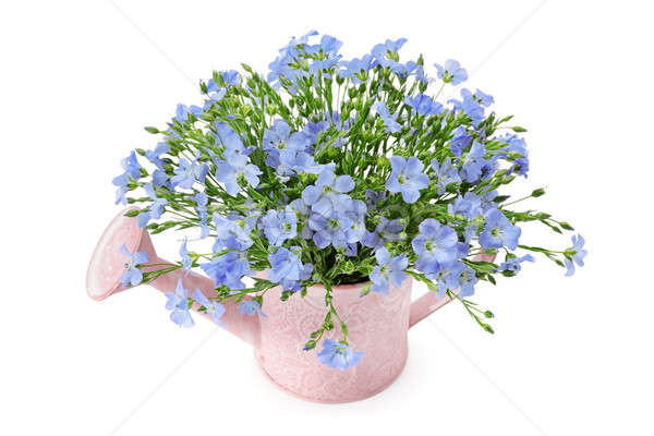 Flax flowers in a watering can Stock photo © alinamd