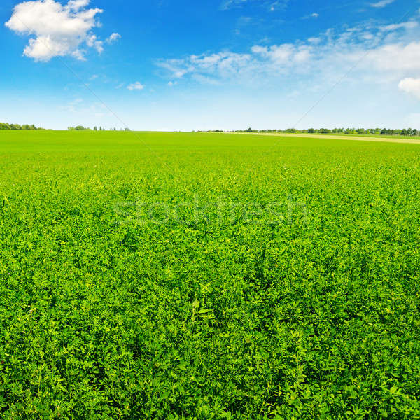 green field and blue sky with light clouds Stock photo © alinamd