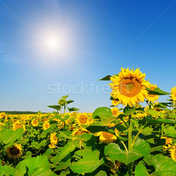 Sunflower flower against the blue sky and a blossoming field Stock photo © alinamd