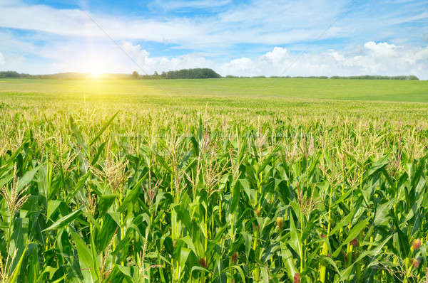 Świt kukurydza dziedzinie niebo chmury trawy Zdjęcia stock © alinamd