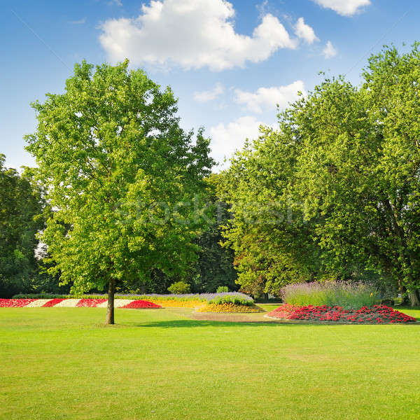 summer park with a beautiful flower bed Stock photo © alinamd
