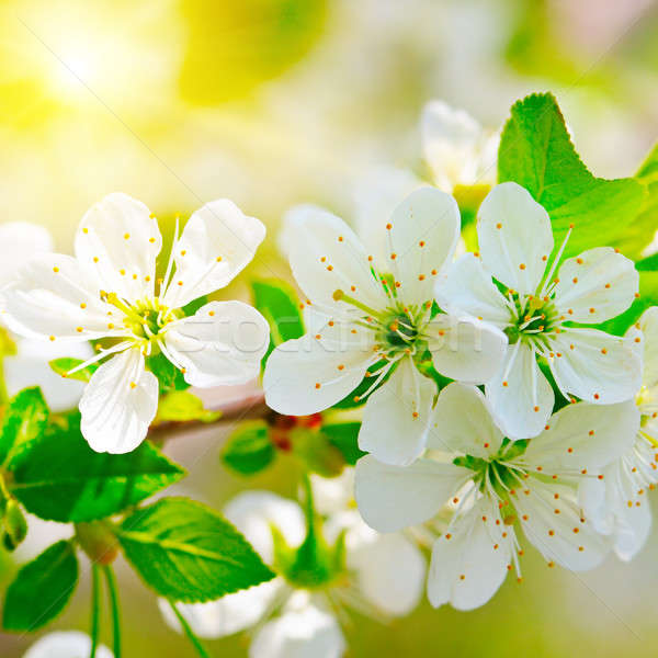 blooming branch of cherry in the sun Stock photo © alinamd
