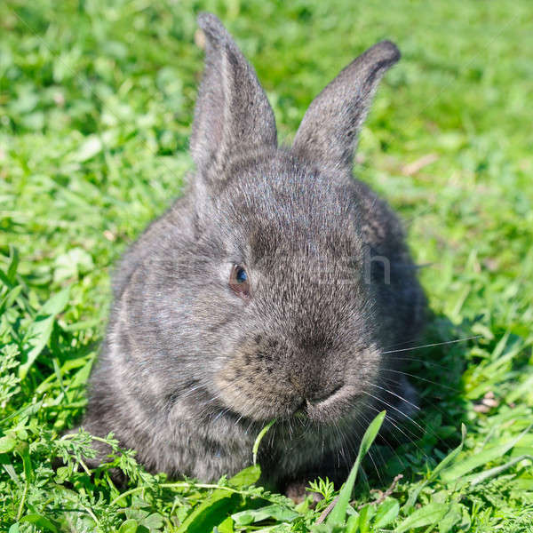 Pequeño conejo hierba verde bebé pelo animales Foto stock © alinamd