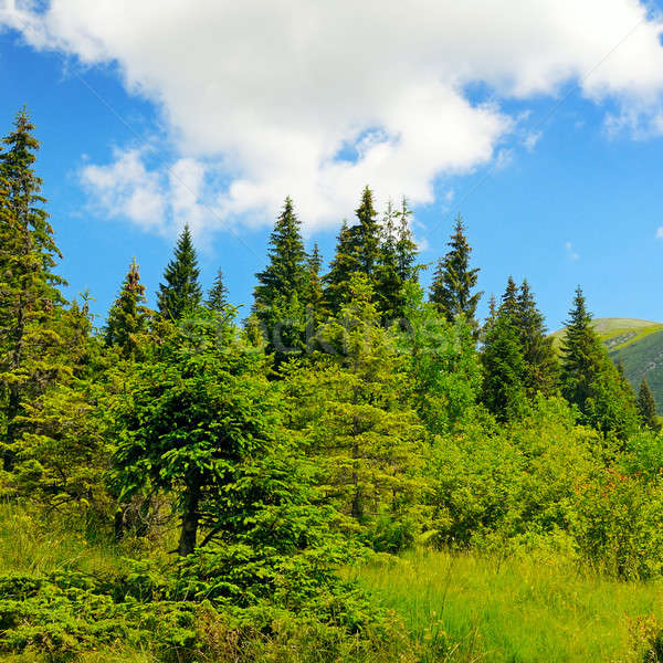 Scenic munţi Blue Sky nori pădure Imagine de stoc © alinamd