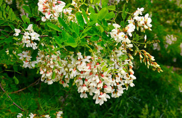 flowers and green leaves of acacia Stock photo © alinamd