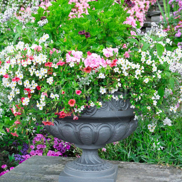 Belo canteiro de flores vaso primavera rosa paisagem Foto stock © alinamd